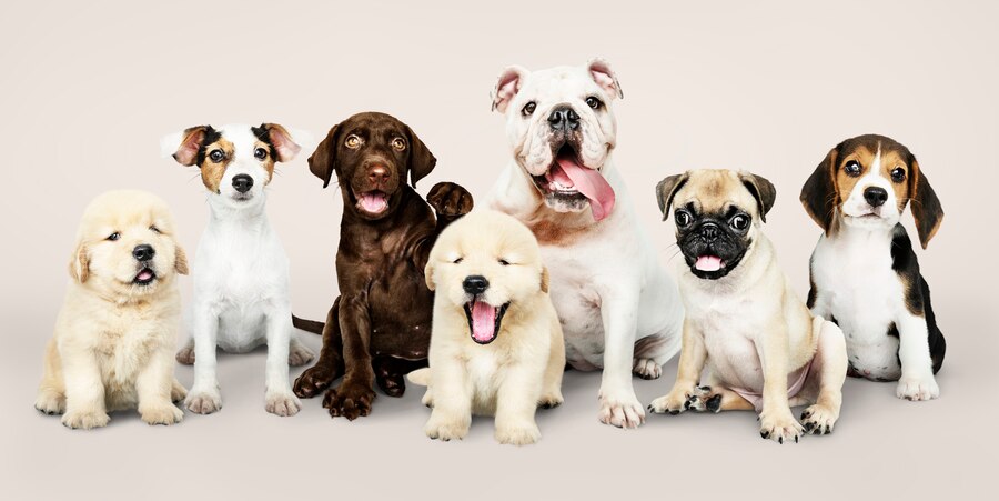 Pet Care Products manufacturers & suppliers in Haryana and Delhi